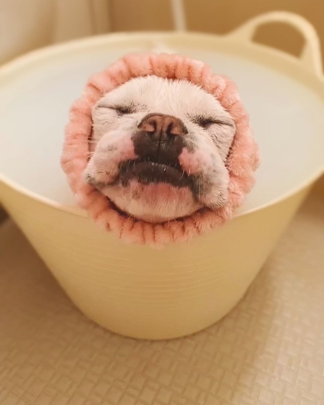 お風呂でくつろぐ犬