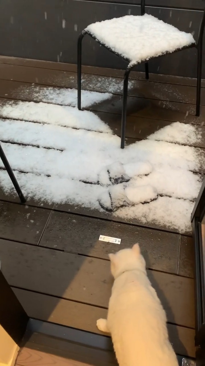 雪を見ている猫