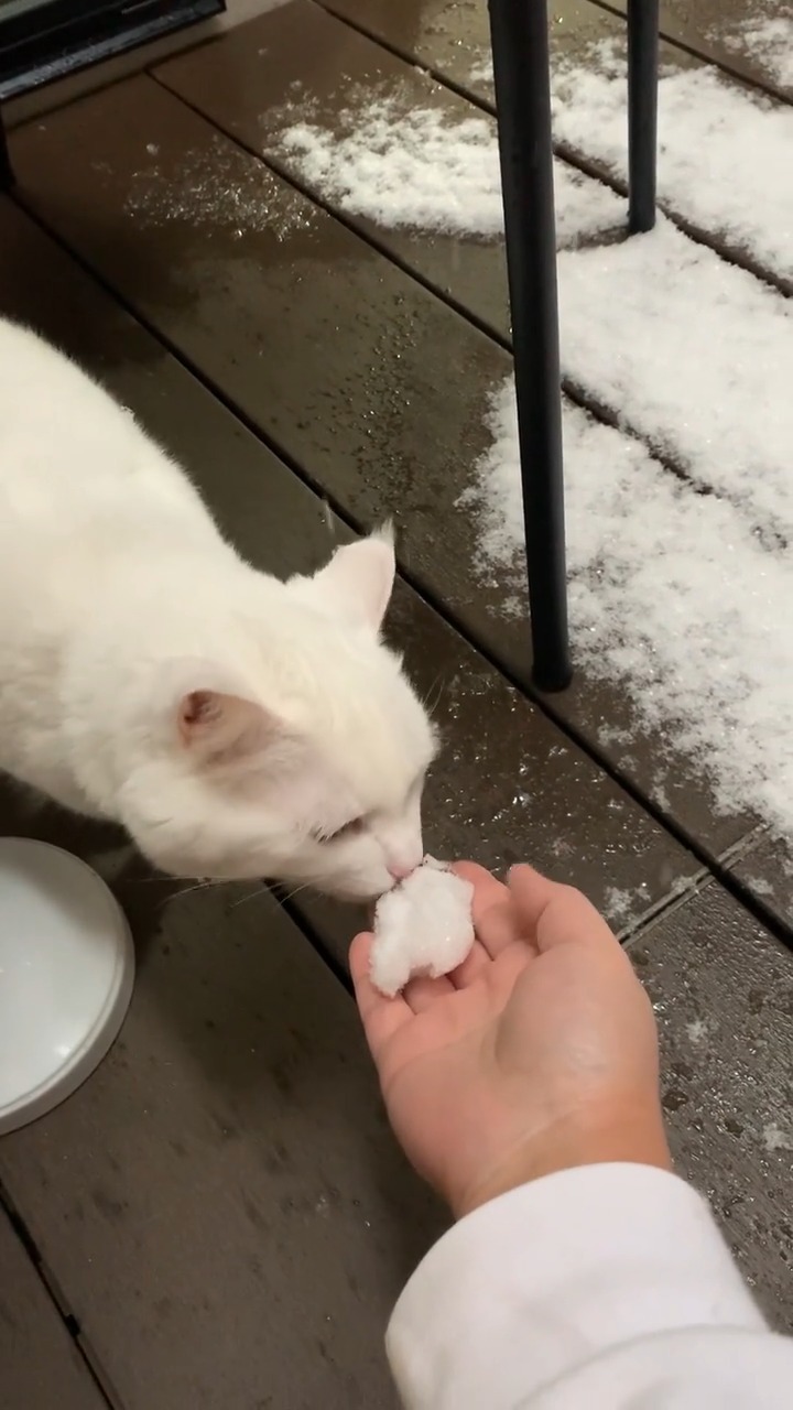 雪の匂いを嗅ぐ猫