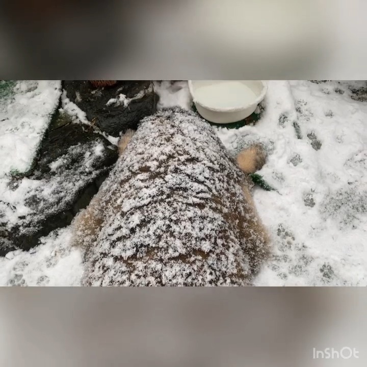 雪が積もった犬