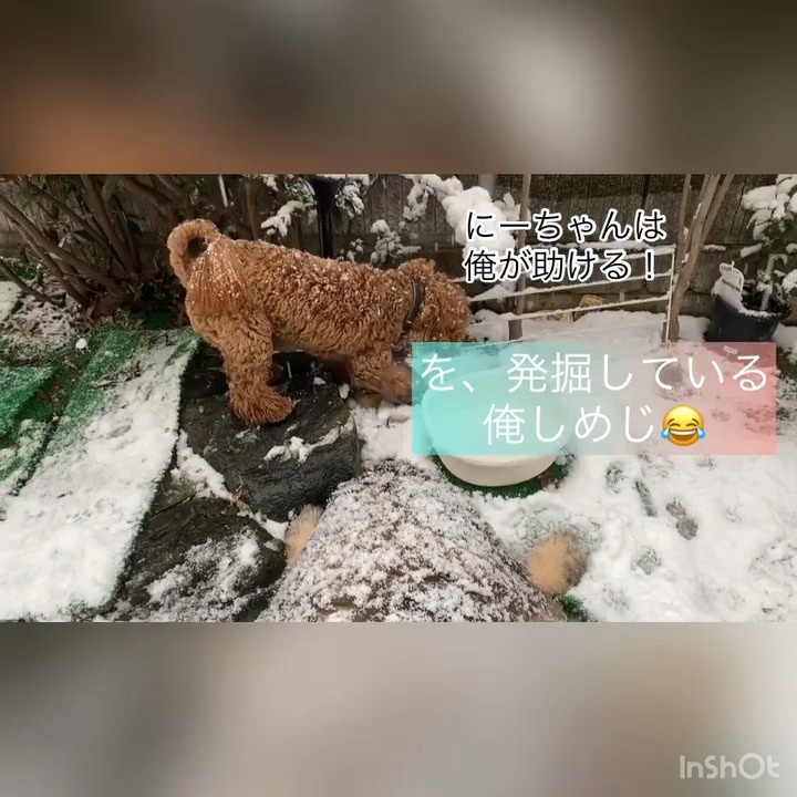雪が積もった犬と遊ぶ犬