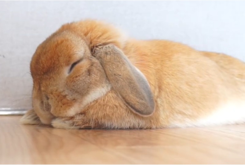 寝ているウサギ