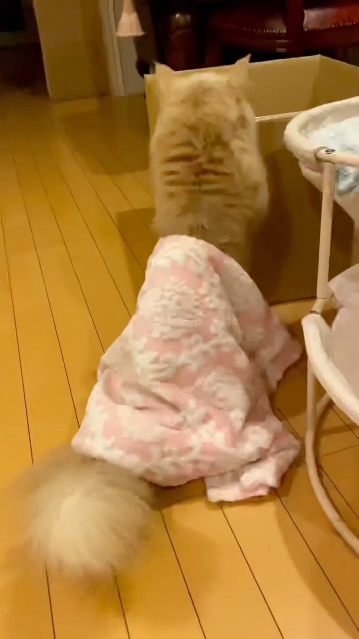 猫　毛布かけている