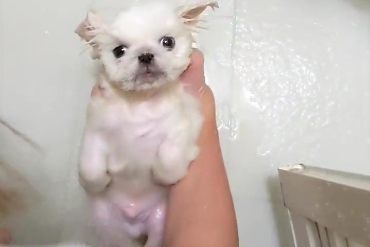 シャワー全然嫌がらない？！人間の赤ちゃんみたいに沐浴する子犬くんが21万回再生【バズ部】