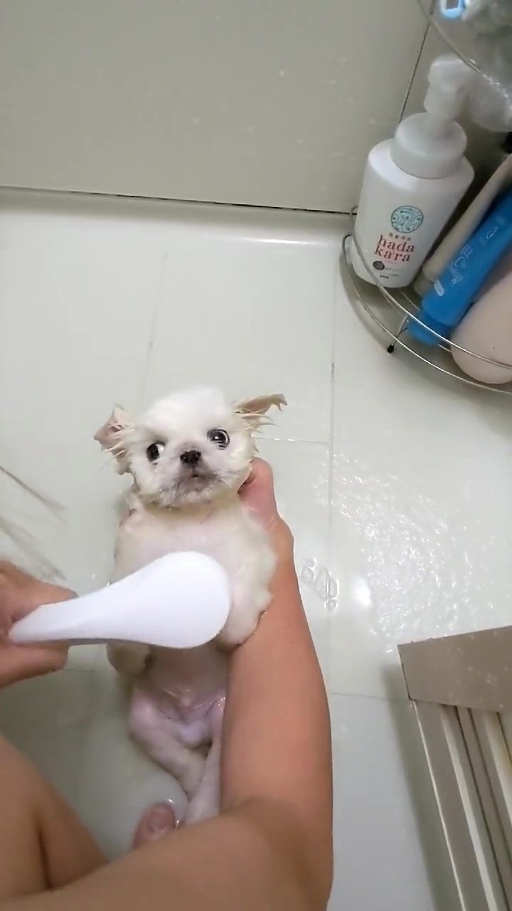 犬　シャワー