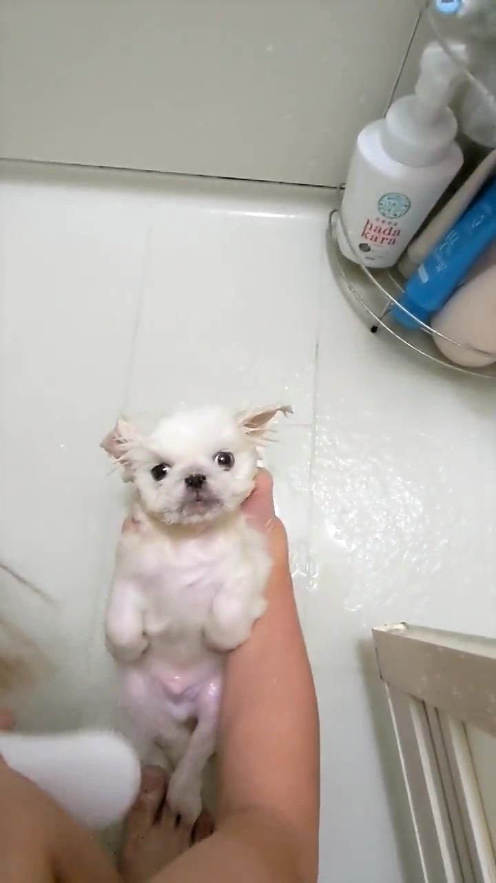 犬　シャワー