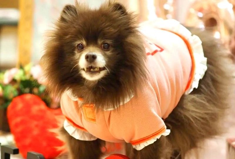 犬生初のフリフリ♡ラブリーなお洋服を着たワンコが笑顔でみんなを魅了しちゃう！