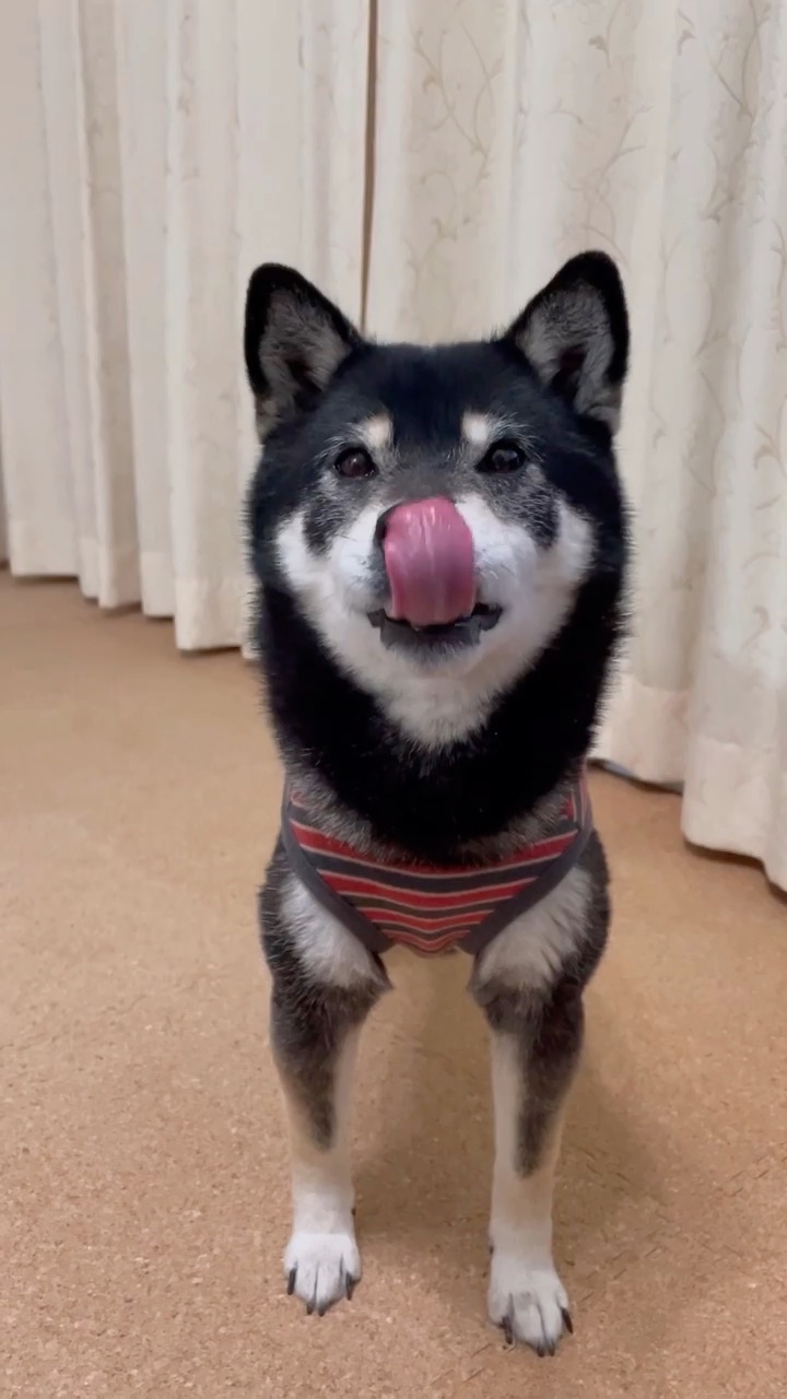 犬　舌ペロ