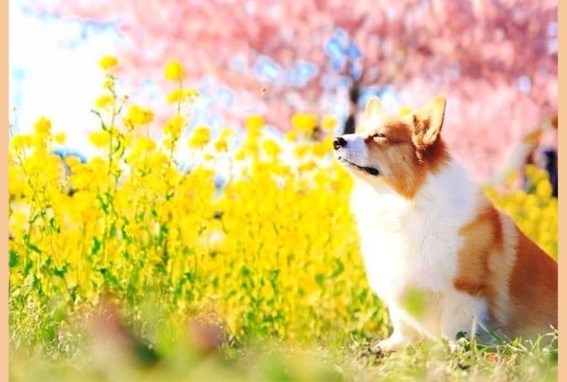 お花の匂いにウットリ♡目を閉じて幸せそうに春の訪れを感じるワンコが素敵！