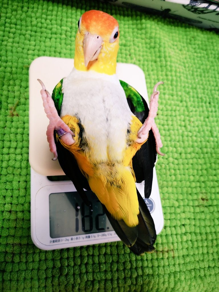 体重測定するインコ