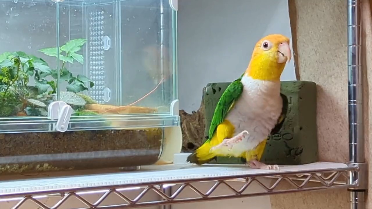 踊るインコ