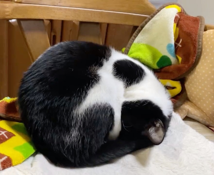 丸くなって寝ている猫