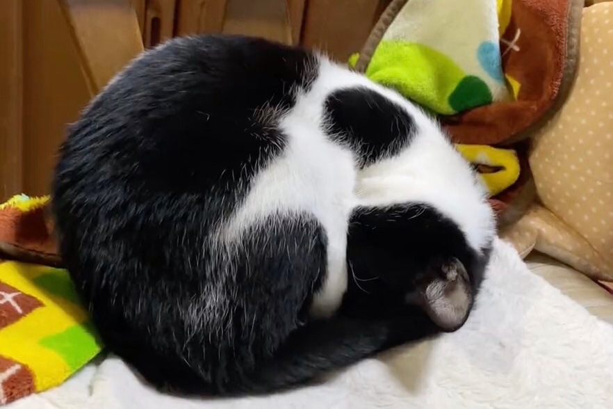 なんて見事な“アンモニャイト”！！きれいな円形でお昼寝する猫さんが話題【バズ部】