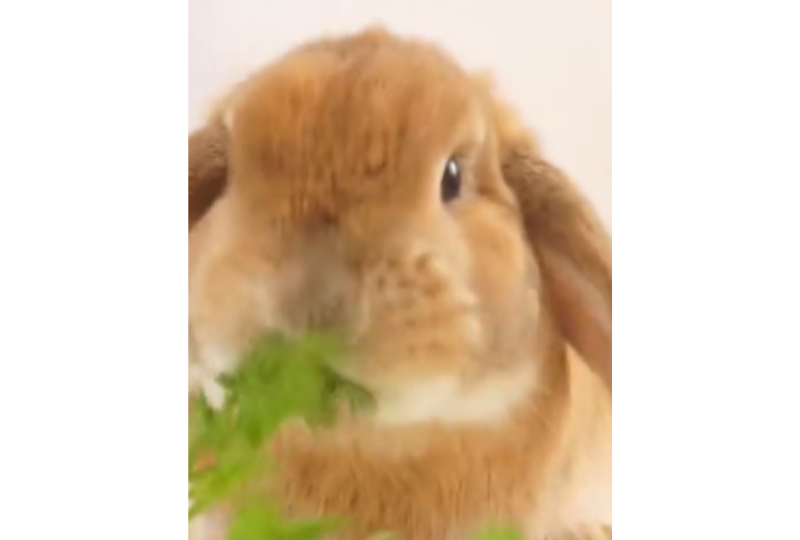 葉っぱを食べるウサギ