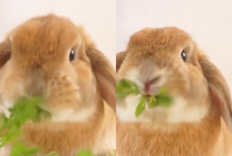 モリモリ食べるよ～！葉っぱを食べるウサギさんのお口はノンストップで動きます♪
