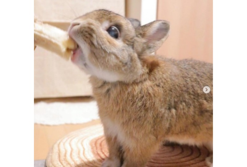 バナナを食べるウサギ