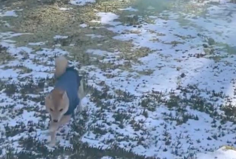 「リスさん待って〜！」元気いっぱいに雪の上を疾走する柴犬さんが可愛い♡