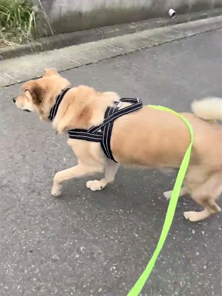 犬　散歩
