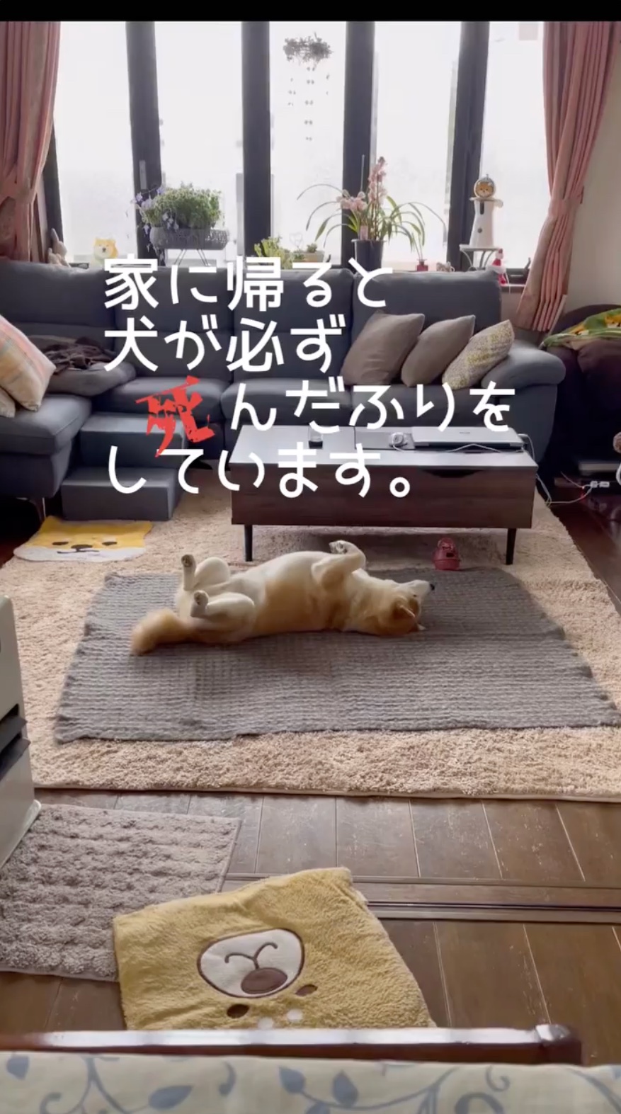 犬　死んだふり