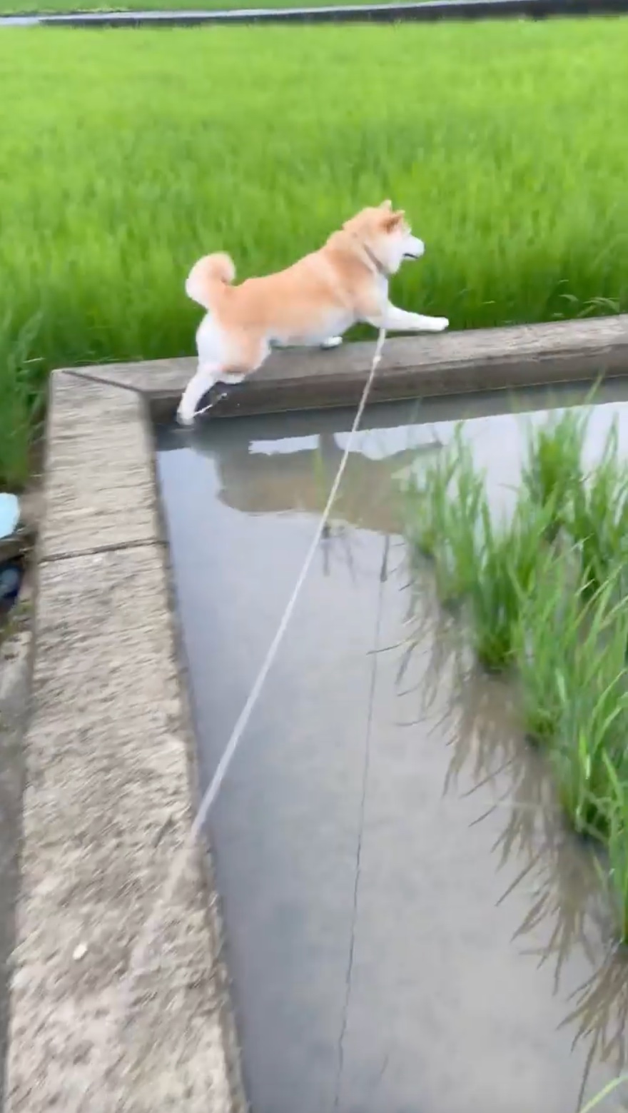 犬　ジャンプ