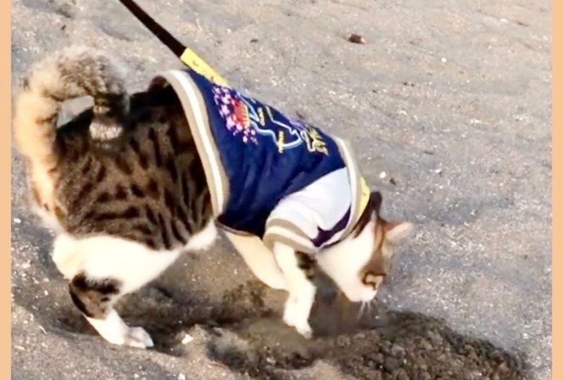 「ここ掘れニャンニャン！」ふかふかの砂浜で興奮しちゃう猫さんが可愛らしい♡