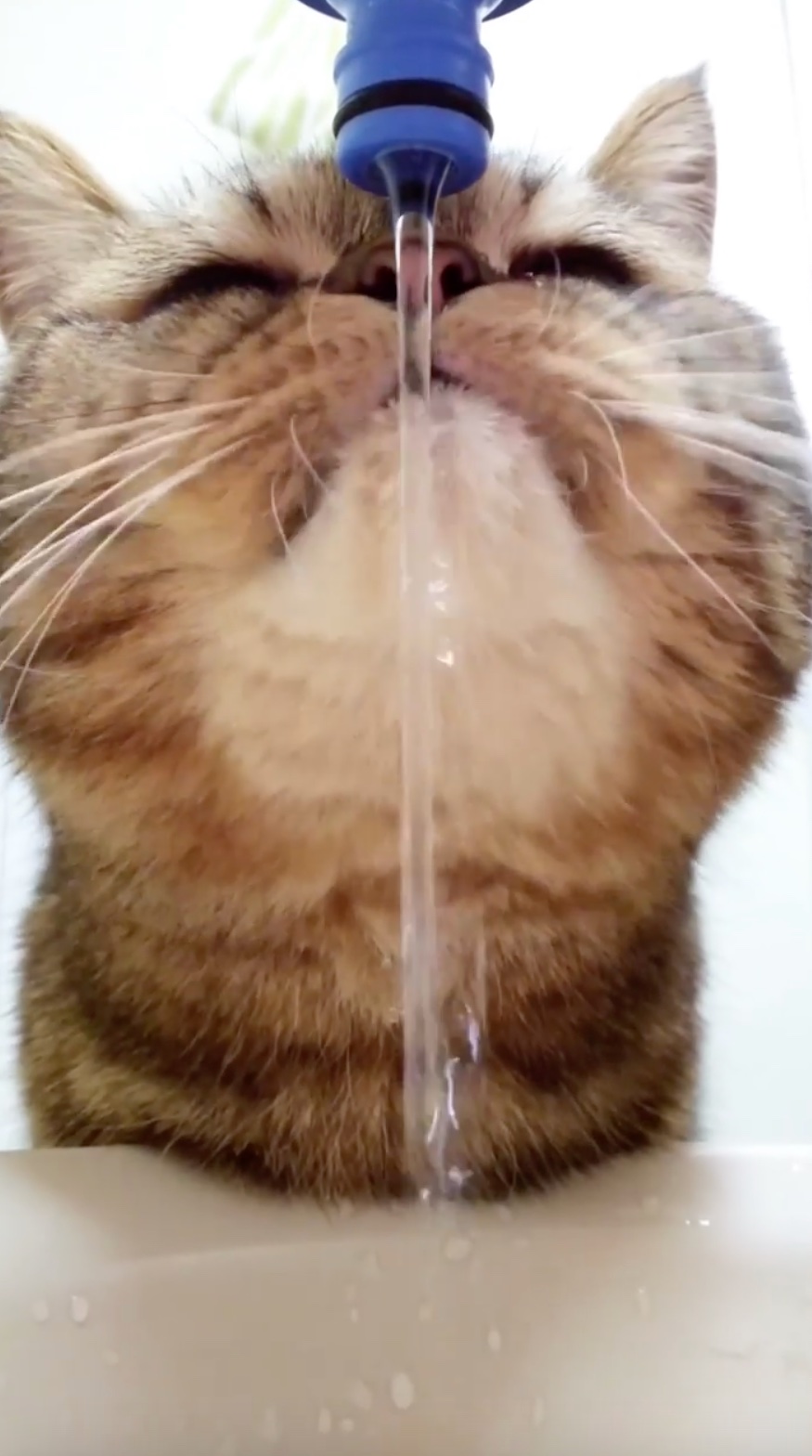猫　水を飲む