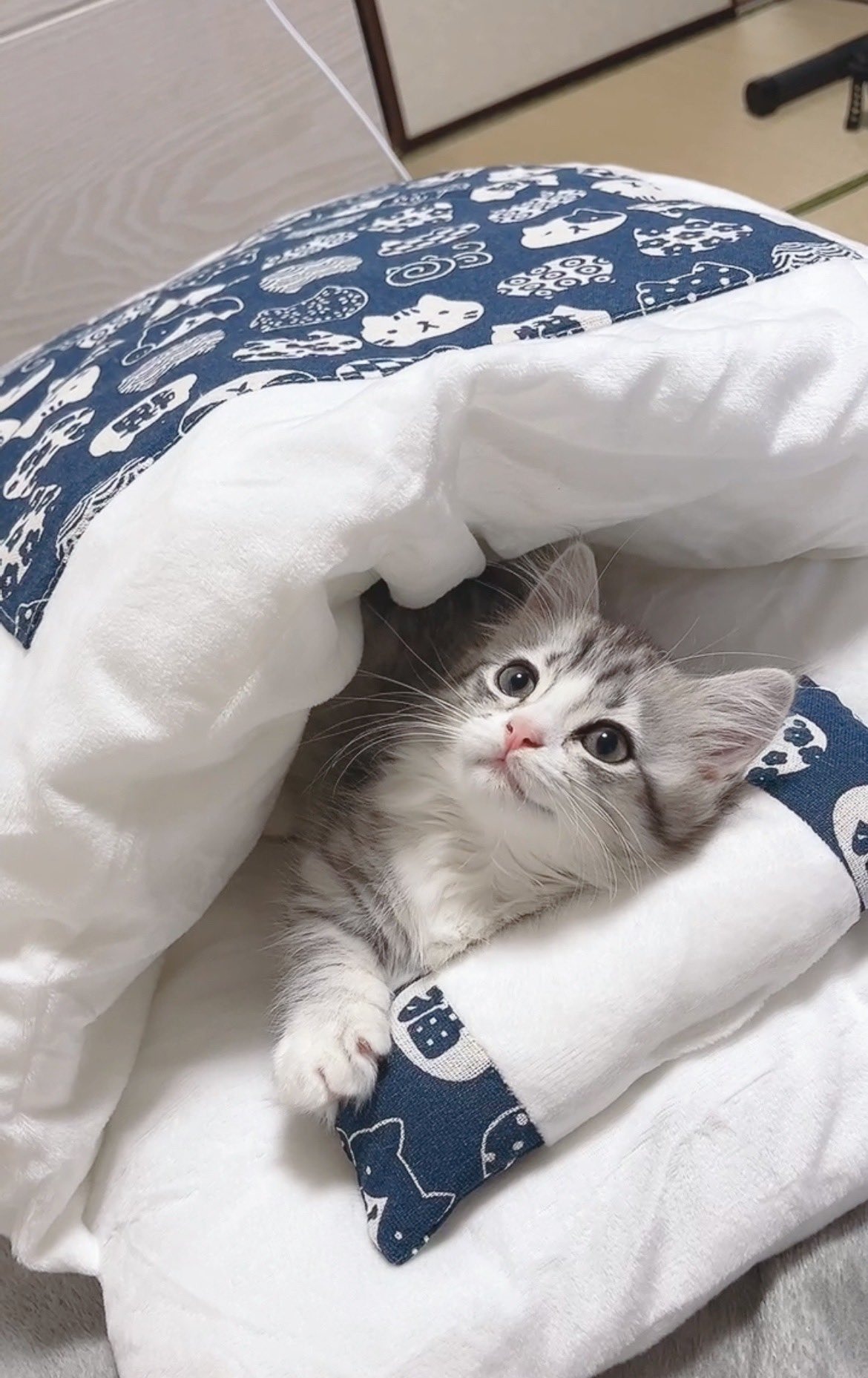 布団に潜る猫