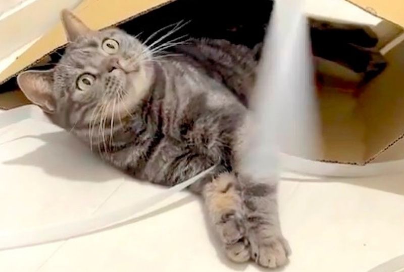 「超楽しいー！」“ダンボール＋紐”でテンション爆上がりの猫ちゃんが可愛い
