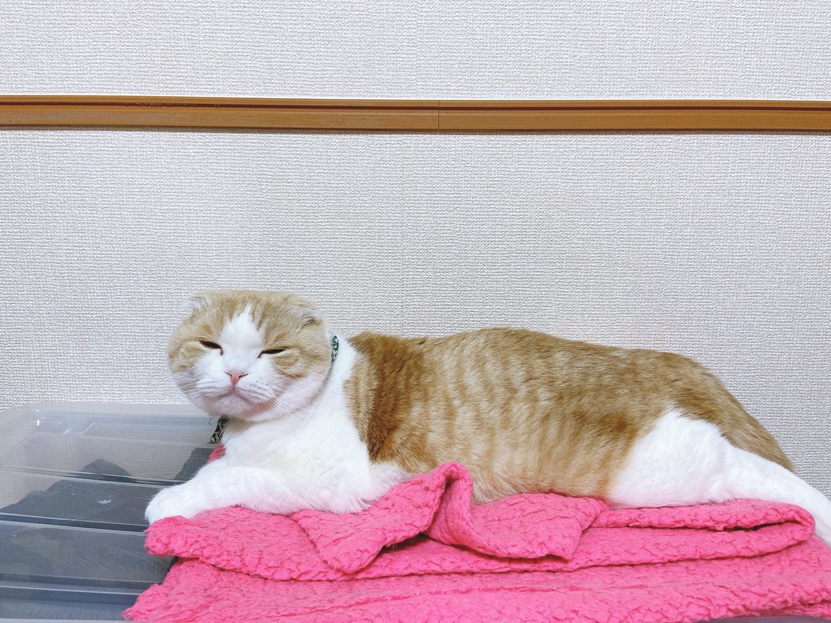 猫　ピンクの毛布