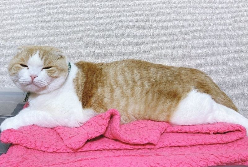 幸せ感ハンパない♡ピンクの毛布でまったり過ごす猫ちゃんに癒される人続出中