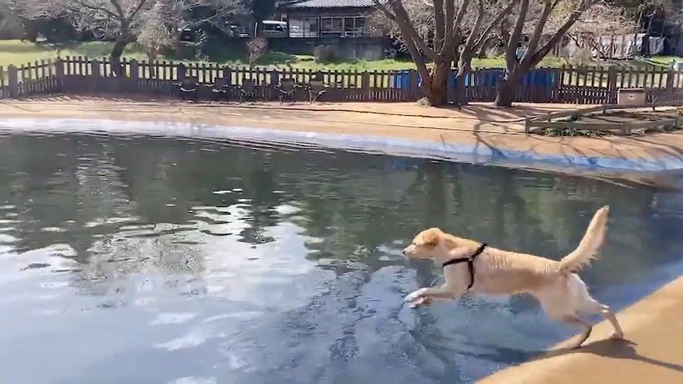 水に飛び込む犬