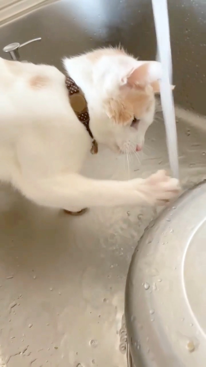 猫　水遊び