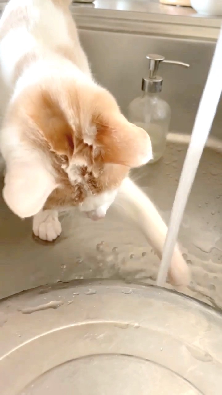 猫　水遊び