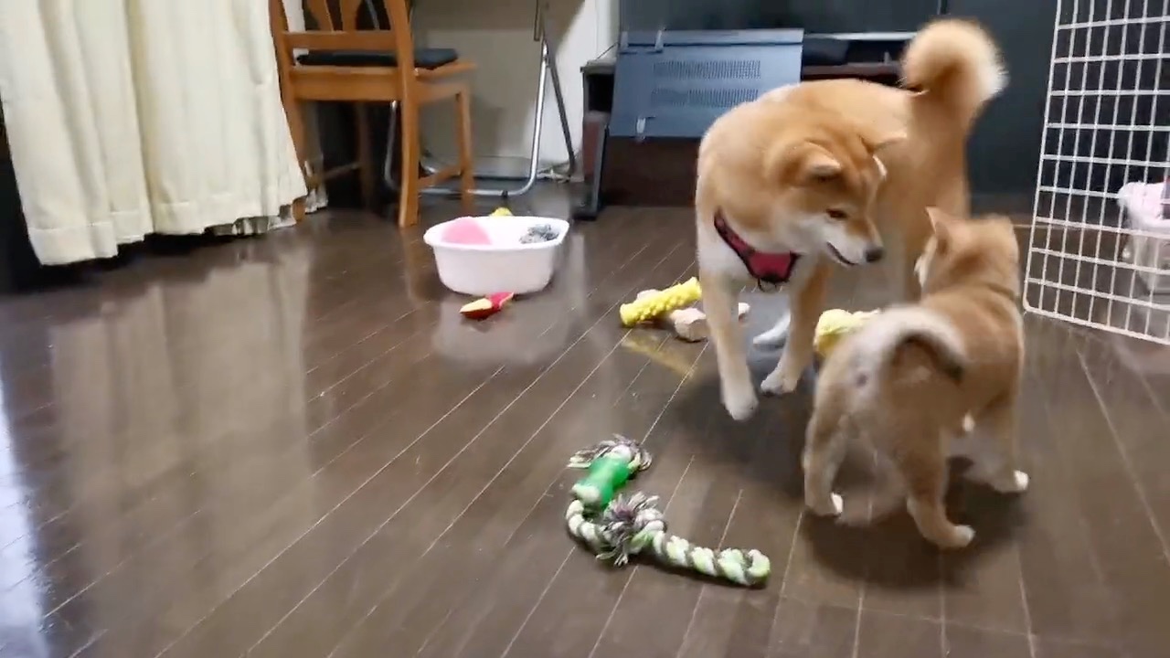 遊ぶ犬と子犬