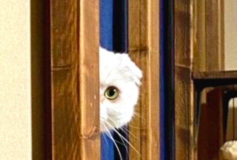 白猫さんが壁からひょっこり覗いてる！？顔の出し方のクセが強すぎて笑っちゃう