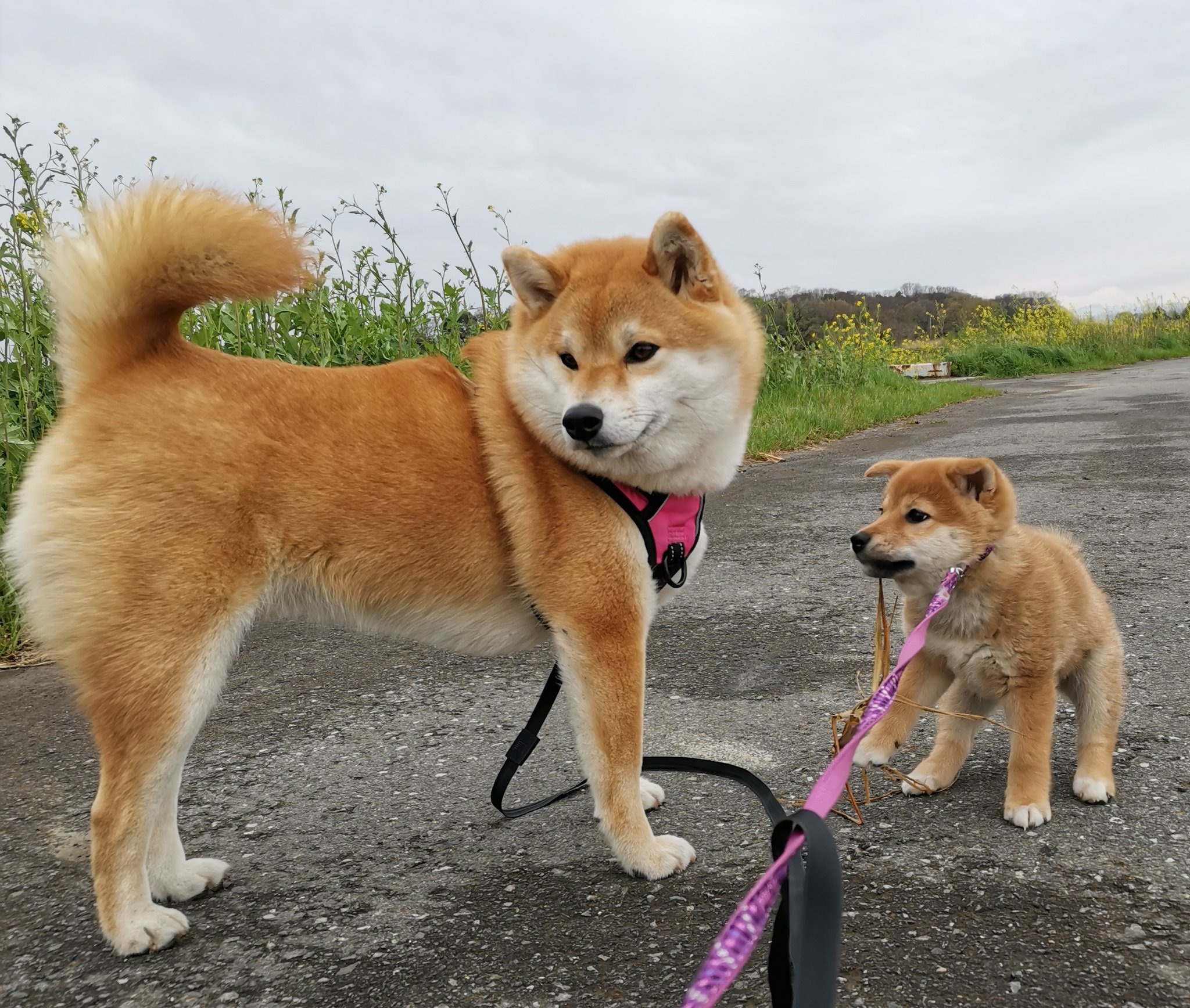 散歩する犬と子犬