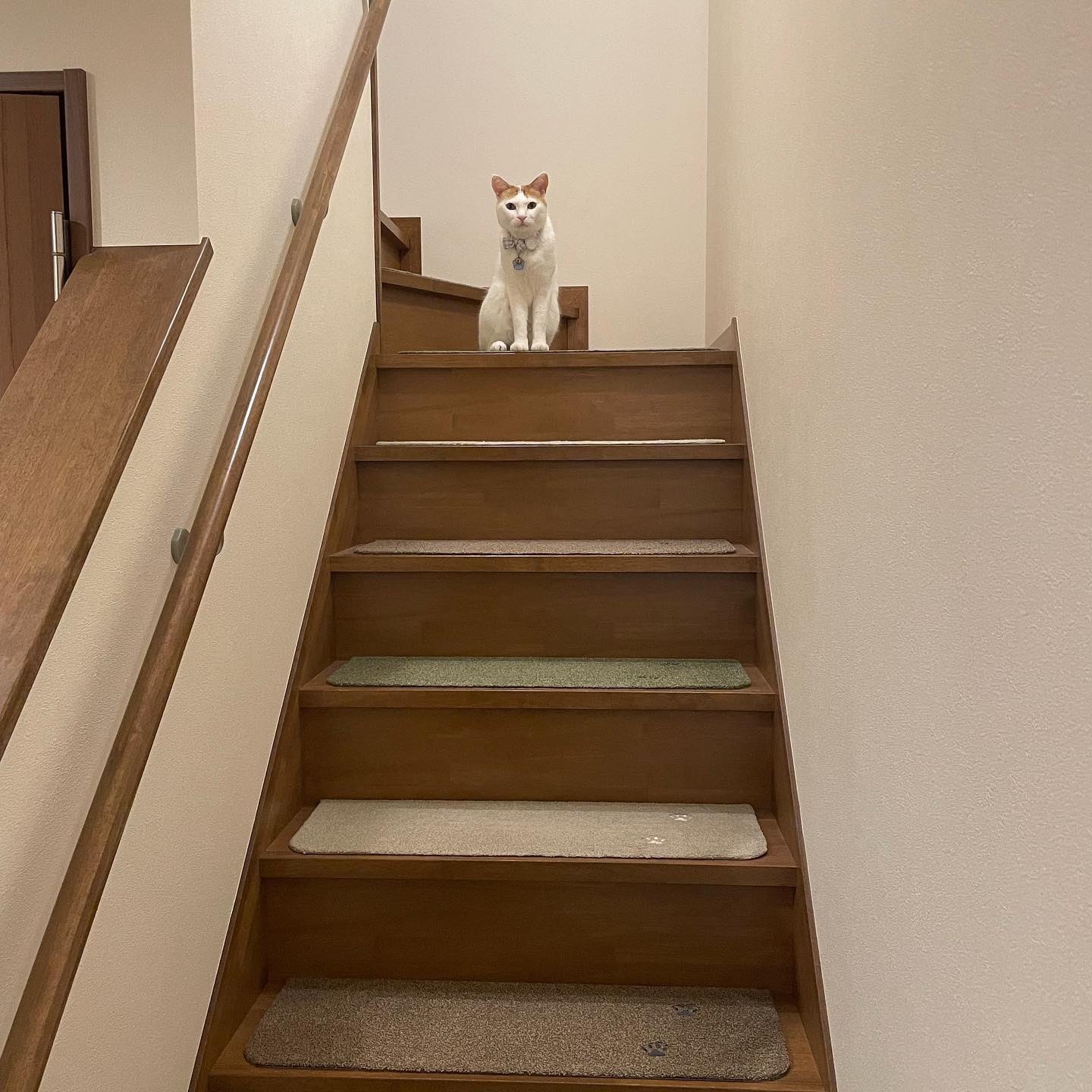 階段でお座りする猫