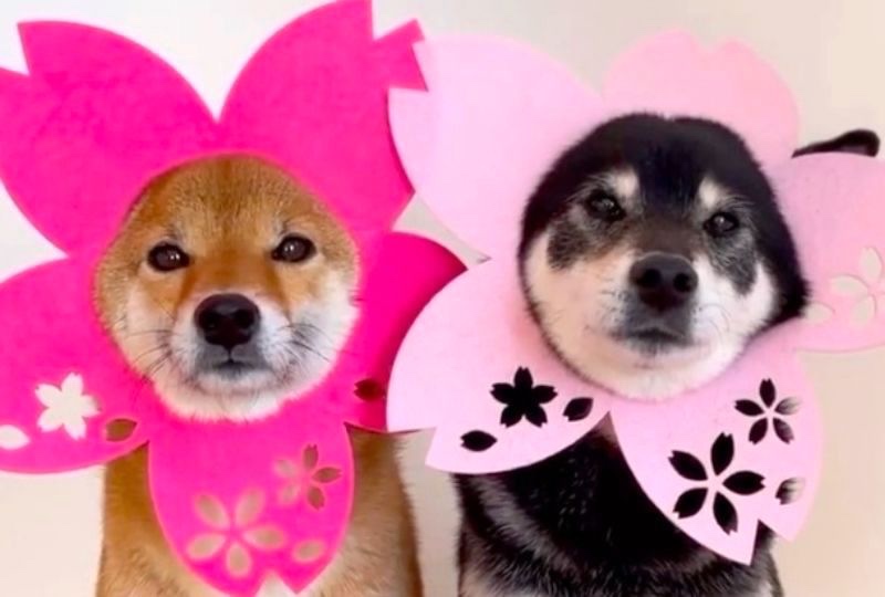 見ているだけでお花見気分♡桜の花になりきる柴犬姉妹が可愛くてたまらない