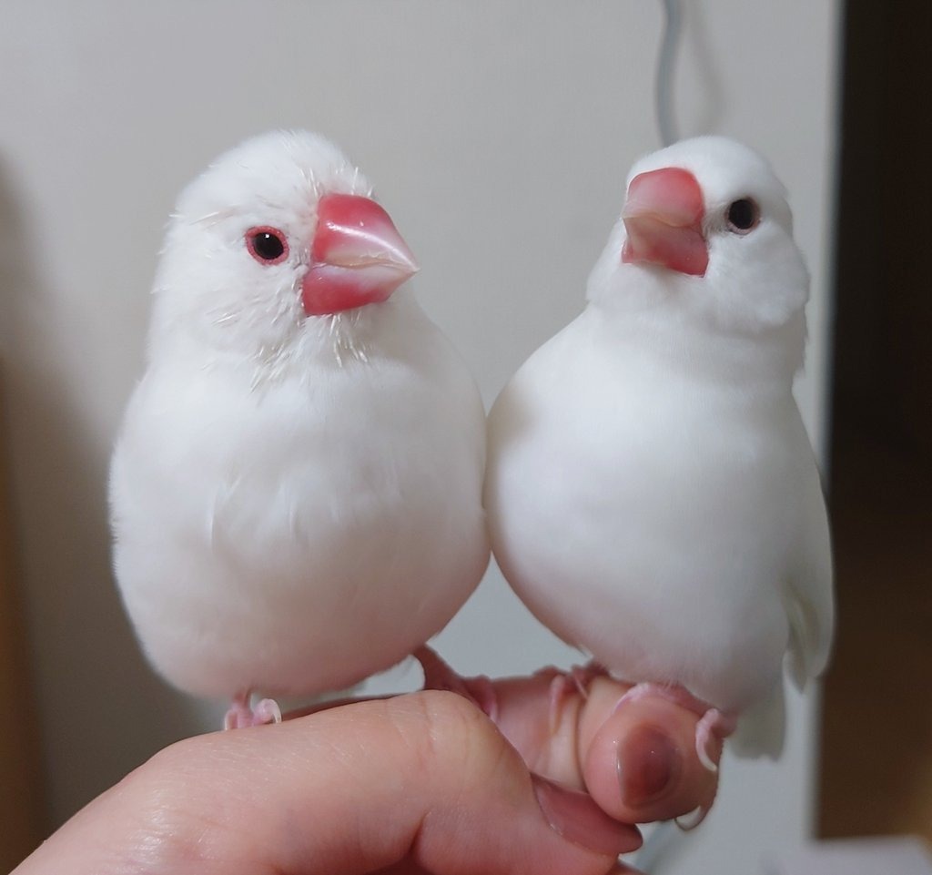 指にとまる鳥たち