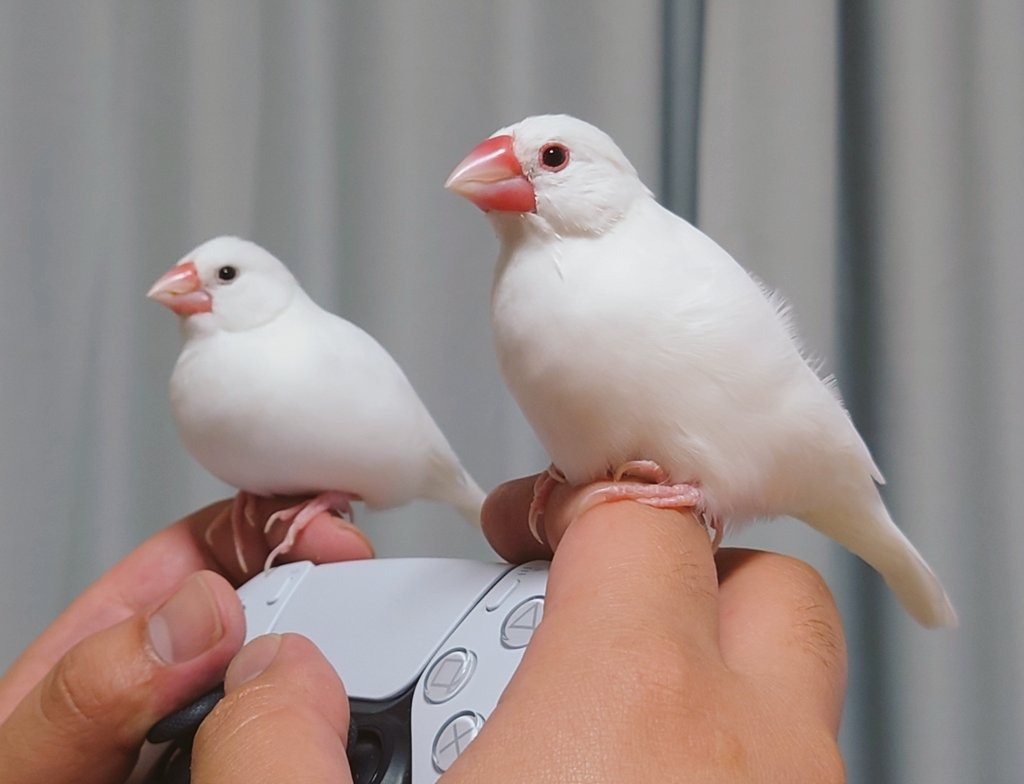 指にとまる鳥たち
