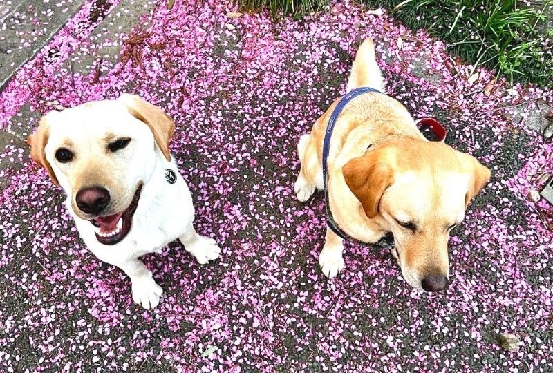 桜の木の下でウィンク！花弁が舞い落ちる道でお花見を楽しむワンコが楽しそう