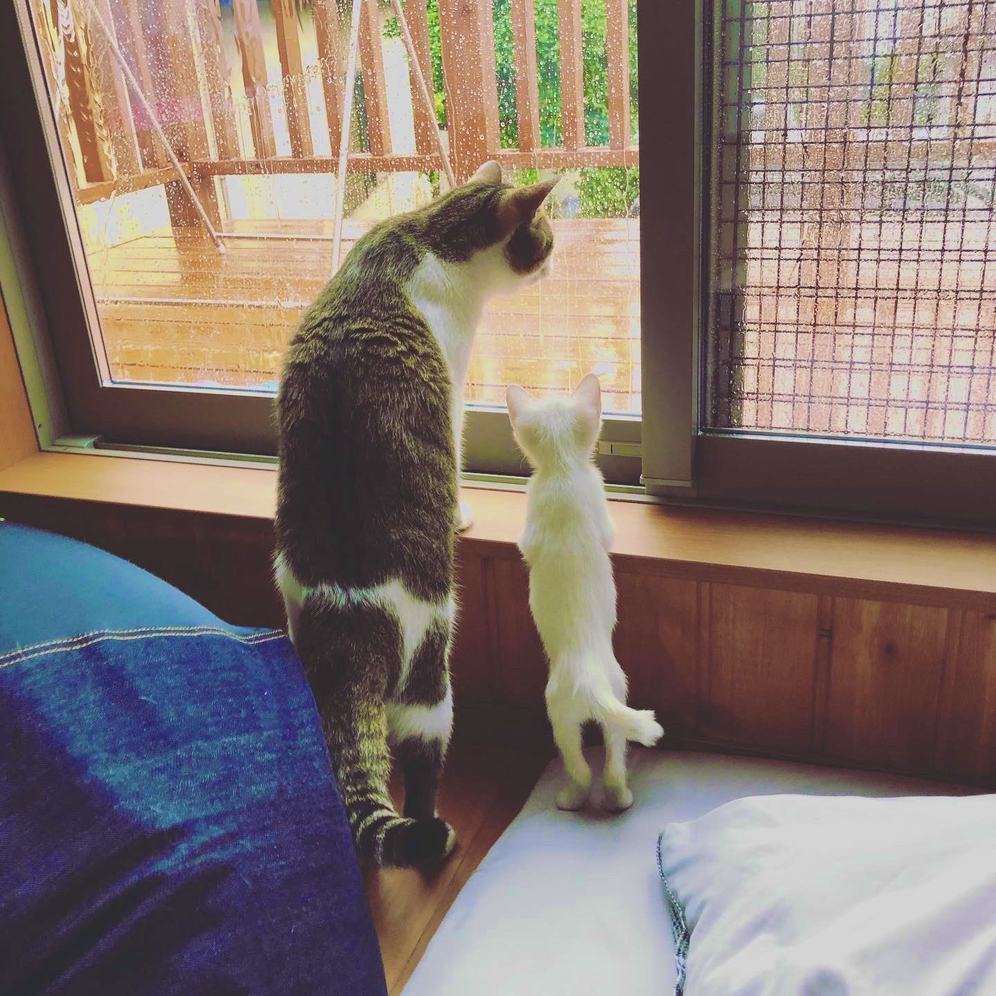 外を眺める猫たち