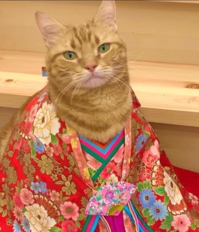 猫　お姫様の衣装