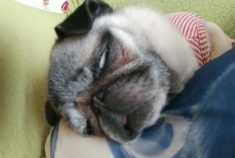 良い夢見てそう・・・ではないな。熟睡するパグさんの寝顔が個性的すぎて笑っちゃう！