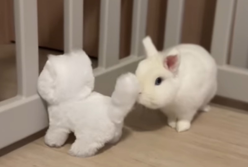 「あなたは、だあれ？」初めて見るおもちゃのニャンコに戸惑ってしまうウサギさん