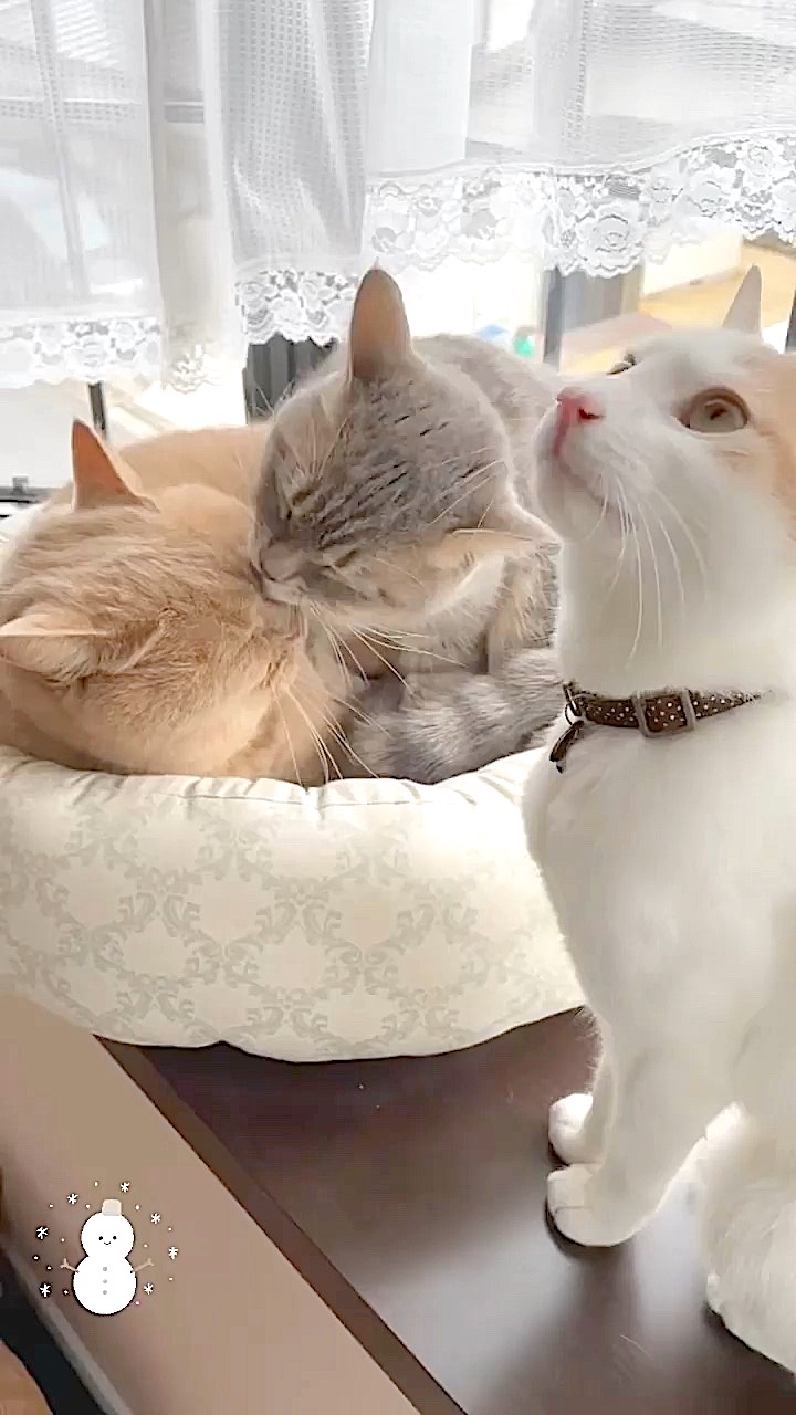 猫　3匹可愛い