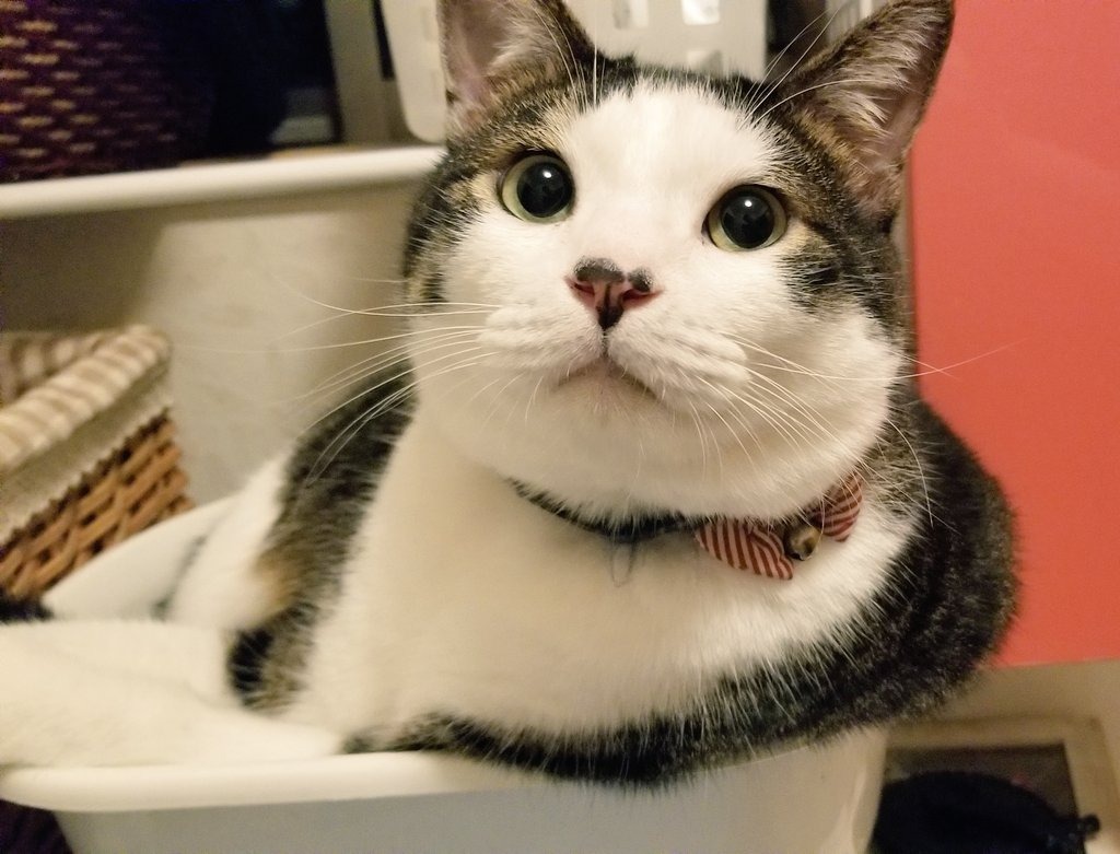 洗面器でくつろぐ猫
