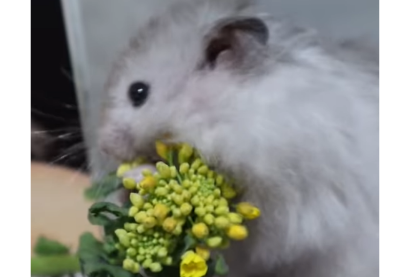 菜の花を食べるハムスター