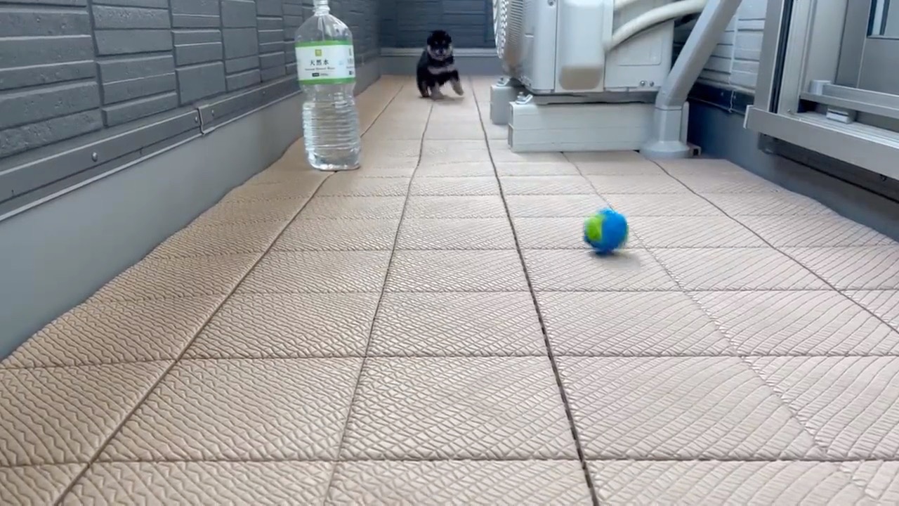 ボールを見つめる子犬