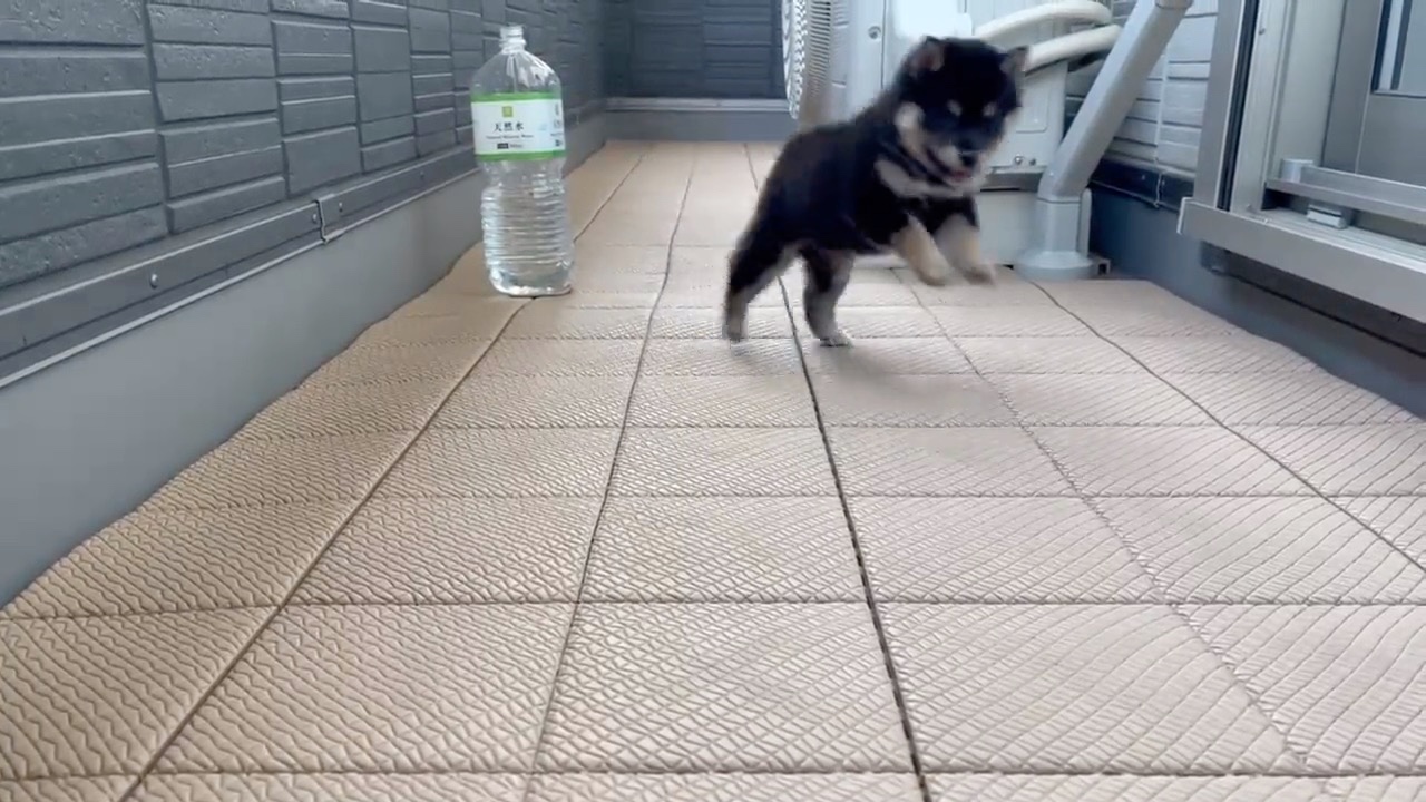 走る子犬